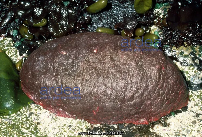 : Gumboot CHITON (Mollusca) : Gumboot CHITON (Mollusca)