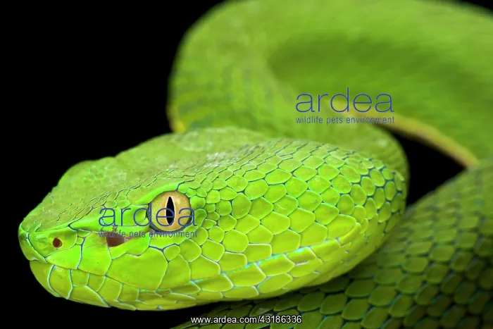 : Gumprecht's green pitviper (Trimeresurus gumprechti : Gumprecht's green pitviper (Trimeresurus gumprechti