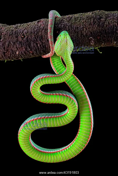 : Gumprecht's green pitviper (Trimeresurus gumprechti) : Gumprecht's green pitviper (Trimeresurus gumprechti)