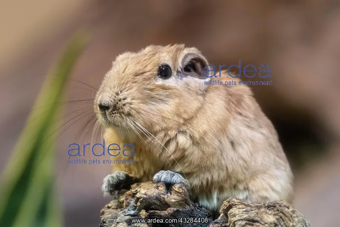 : Gundi (Ctenodactylus gundi), comb finger, captive : Gundi (Ctenodactylus gundi), comb finger, captive