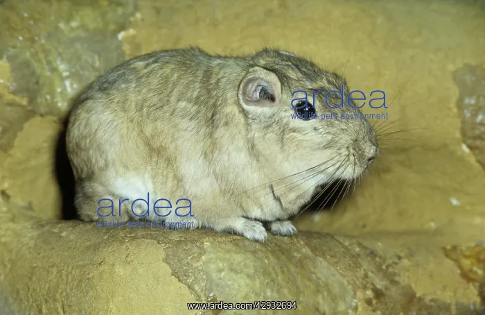 : GUNDI (Ctenodactylus gundi). Morocco, North west Libya, North Africa : GUNDI (Ctenodactylus gundi). Morocco, North west Libya, North Africa