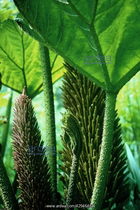 : Gunnera, Gunnera manicata : Gunnera, Gunnera manicata
