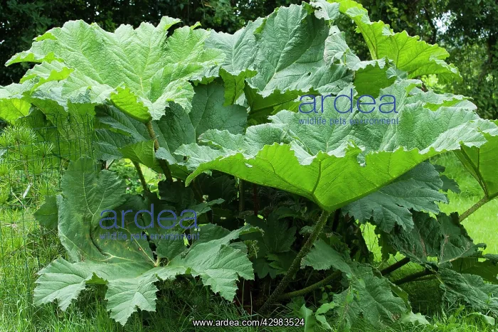  : Gunnera