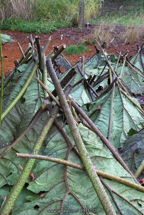 : Gunnera manicata, Cut leaves placed so as to afford protection to the crown from frost : Gunnera manicata, Cut leaves placed so as to afford protection to the crown from frost