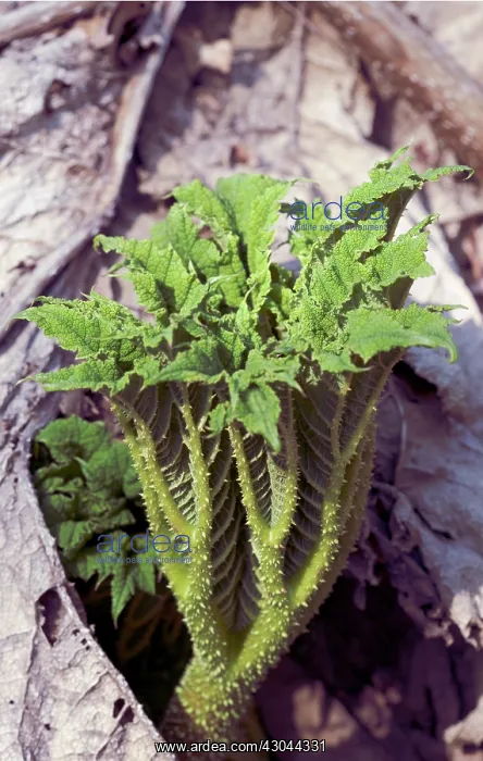 : Gunnera, Gunnera manicata : Gunnera, Gunnera manicata