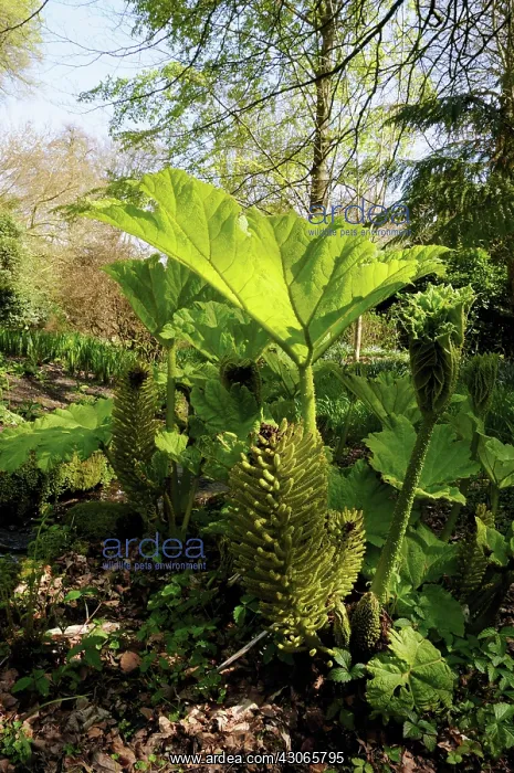 : Gunnera, Gunnera manicata : Gunnera, Gunnera manicata