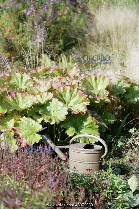 : Gunnera : Gunnera