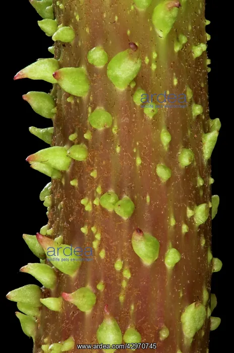 : Gunnera - stem : Gunnera - stem