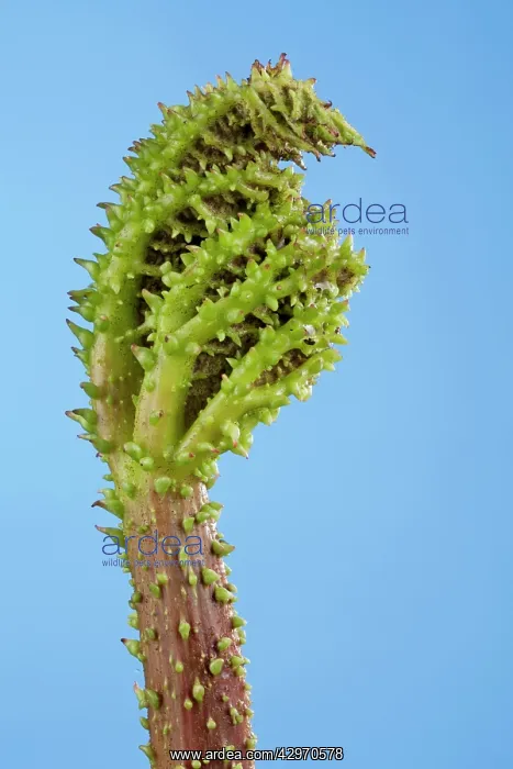 : Gunnera - young leaf just coming out the bud : Gunnera - young leaf just coming out the bud