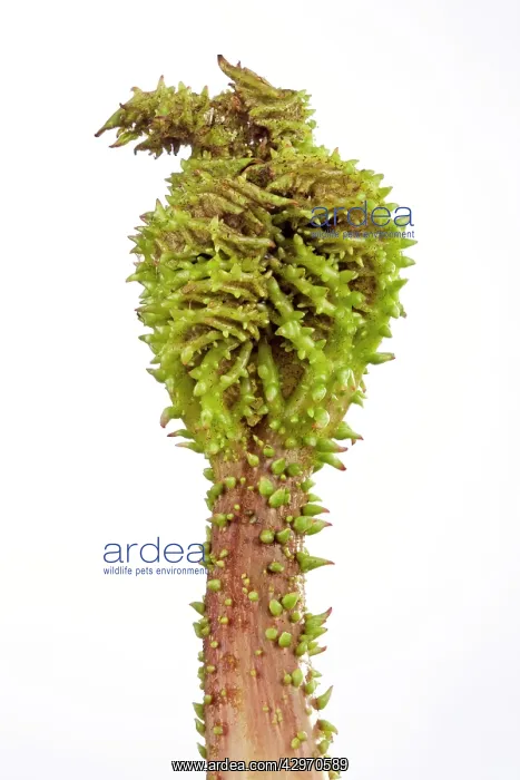 : Gunnera - young leaf just coming out the bud : Gunnera - young leaf just coming out the bud