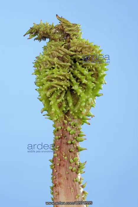 : Gunnera - young leaf just coming out the bud : Gunnera - young leaf just coming out the bud