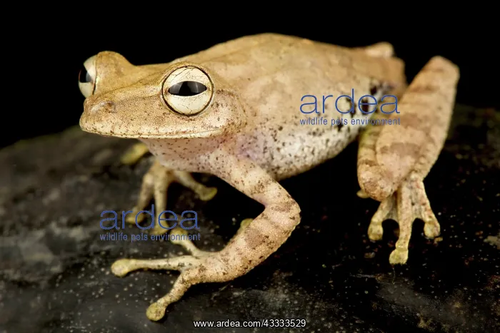 : Gunther's banded tree frog (Boana fasciata), on : Gunther's banded tree frog (Boana fasciata), on