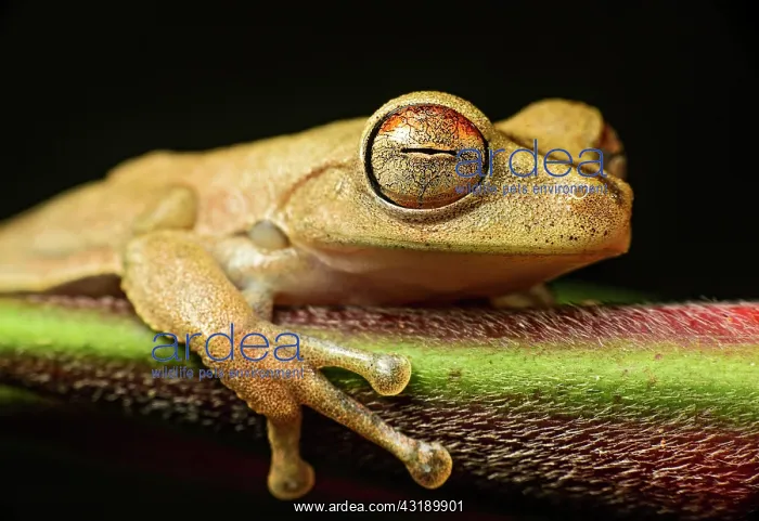 : Gunther's banded tree frog (Hypsiboas fasciatus) : Gunther's banded tree frog (Hypsiboas fasciatus)