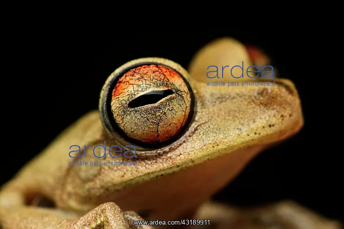: Gunther's banded tree frog (Hypsiboas fasciatus) : Gunther's banded tree frog (Hypsiboas fasciatus)