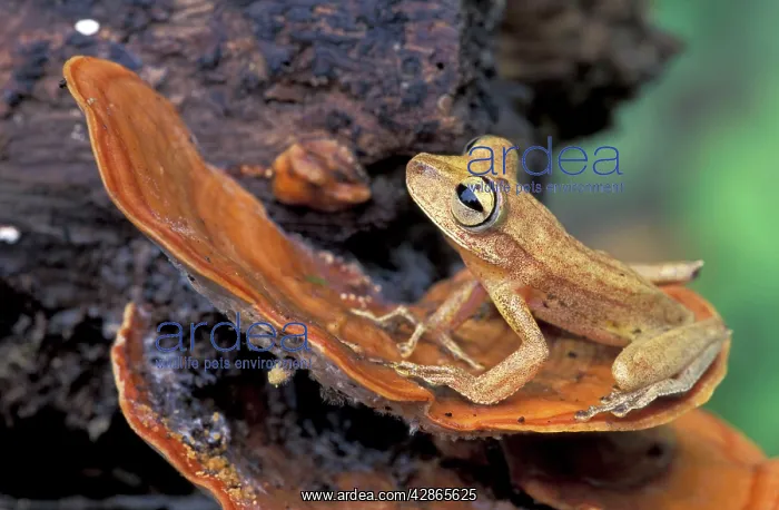 : Gunther's Banded Treefrog : Gunther's Banded Treefrog
