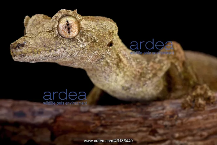 : Gunther's leaf-tailed gecko (Uroplatus guentheri) : Gunther's leaf-tailed gecko (Uroplatus guentheri)