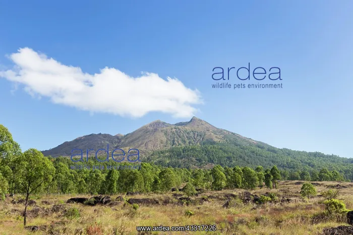 : Gunung Batur volcano, Bali, Indonesia, Asia : Gunung Batur volcano, Bali, Indonesia, Asia