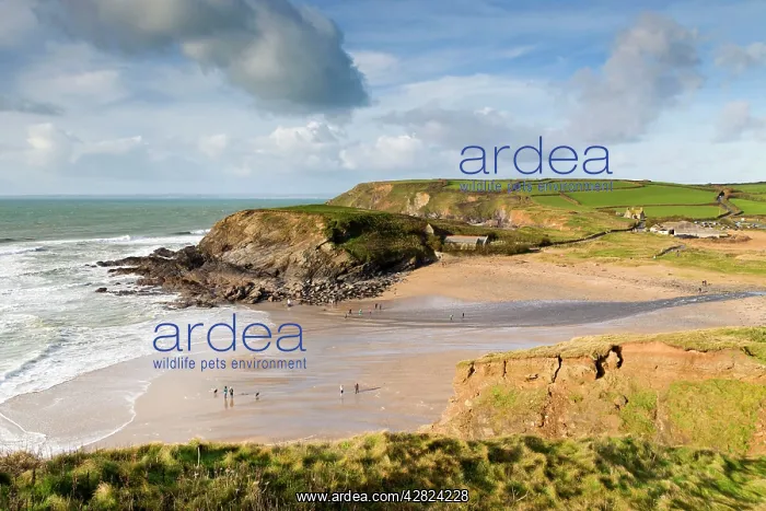 : Gunwalloe Church Cove Beach scene : Gunwalloe Church Cove Beach scene