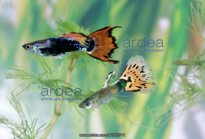  : GUPPIES - x2 male
