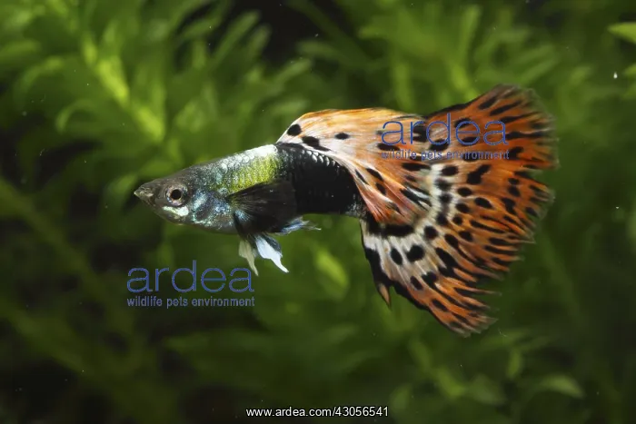 : Guppy male and aquarium plants : Guppy male and aquarium plants