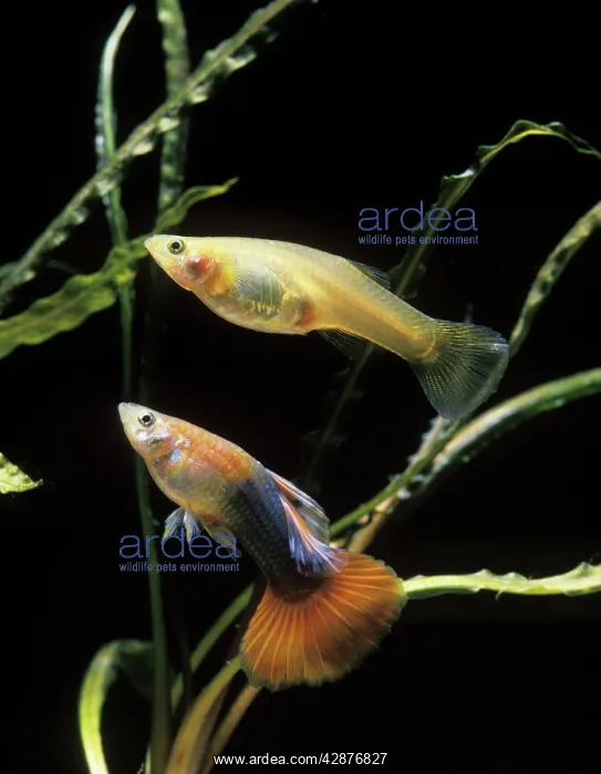 : Guppy - male and female : Guppy - male and female