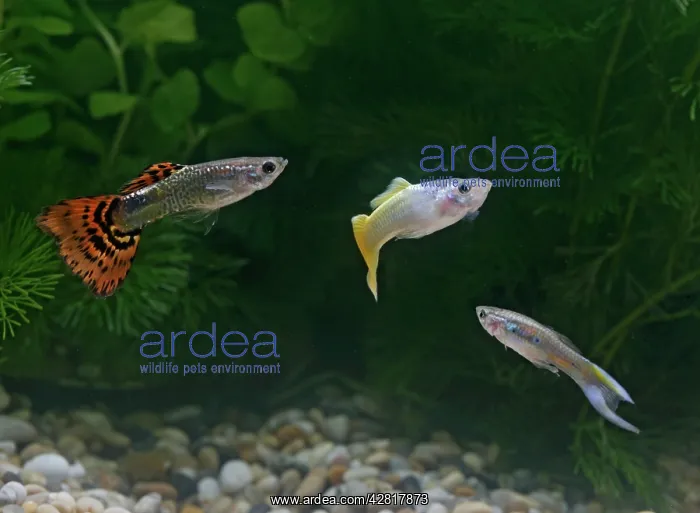 : Guppy / Millionfish - 3 males : Guppy / Millionfish - 3 males