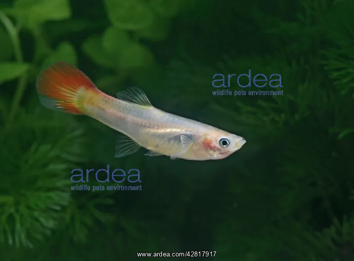 : Guppy / Millionfish - female : Guppy / Millionfish - female
