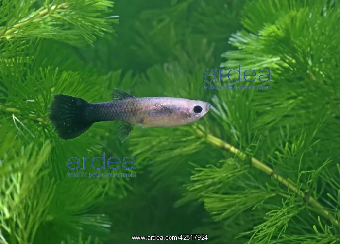 : Guppy / Millionfish - female : Guppy / Millionfish - female