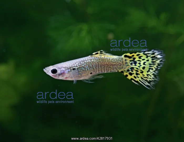 : Guppy / Millionfish - lemon snakeskin male : Guppy / Millionfish - lemon snakeskin male