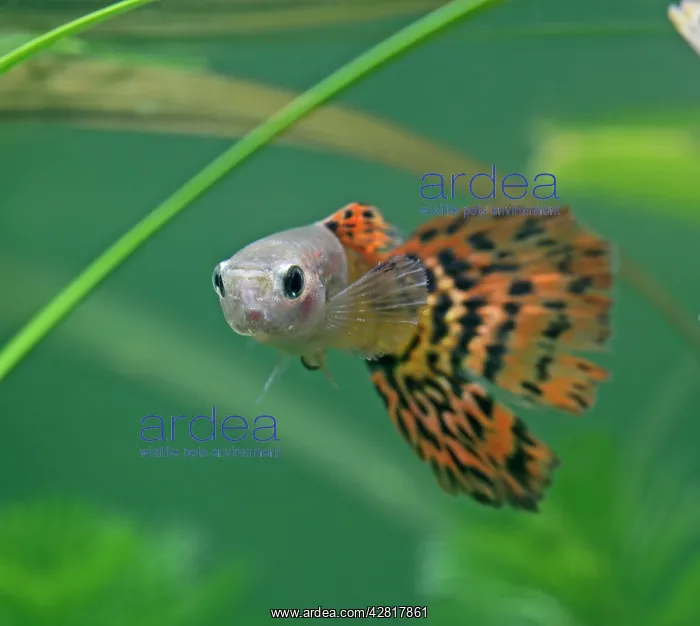 : Guppy / Millionfish - male : Guppy / Millionfish - male