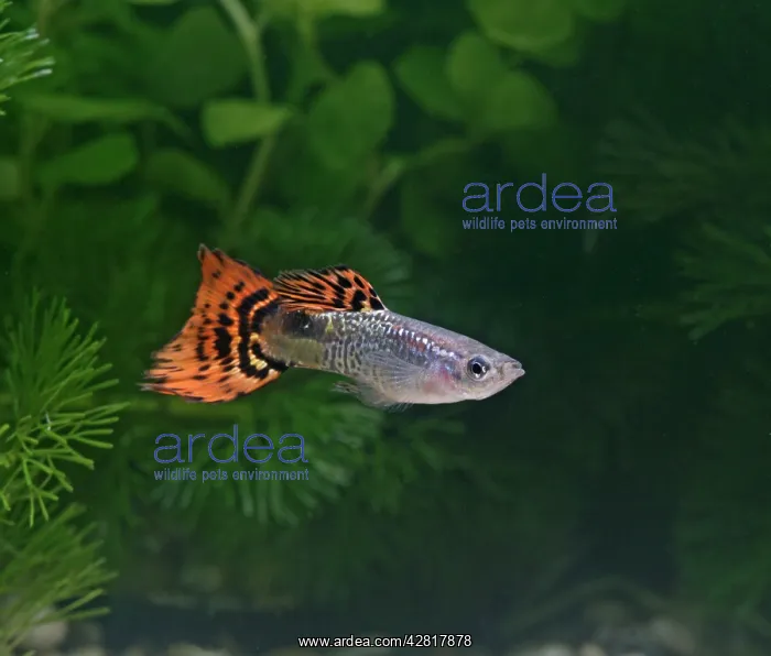 : Guppy / Millionfish - male : Guppy / Millionfish - male
