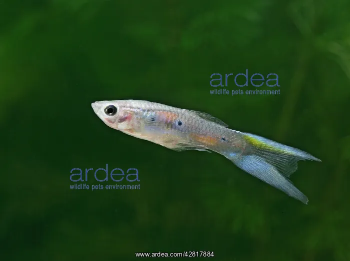 : Guppy / Millionfish - male : Guppy / Millionfish - male