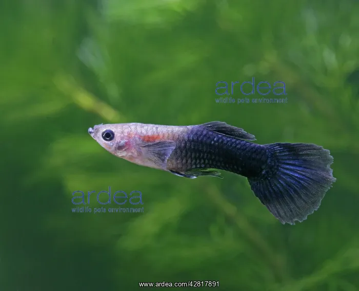 : Guppy / Millionfish - male : Guppy / Millionfish - male