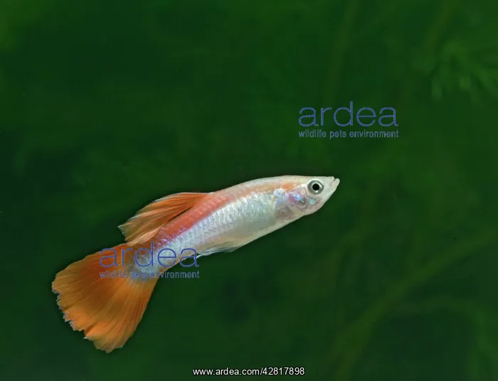 : Guppy / Millionfish - male : Guppy / Millionfish - male
