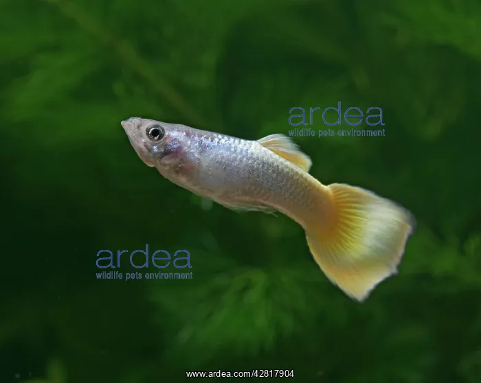 : Guppy / Millionfish - male : Guppy / Millionfish - male