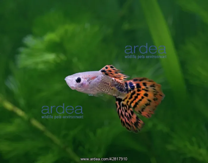 : Guppy / Millionfish - male : Guppy / Millionfish - male