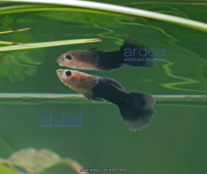 : Guppy / Millionfish - male with reflection : Guppy / Millionfish - male with reflection