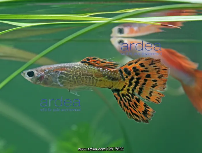 : Guppy / Millionfish - males : Guppy / Millionfish - males