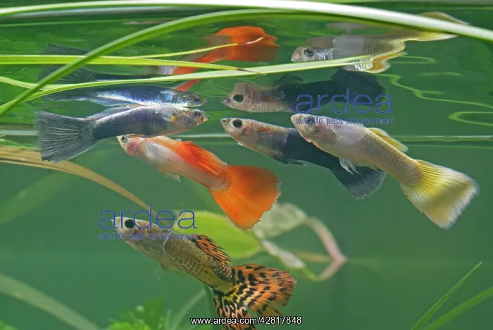 : Guppy / Millionfish - males with reflections : Guppy / Millionfish - males with reflections