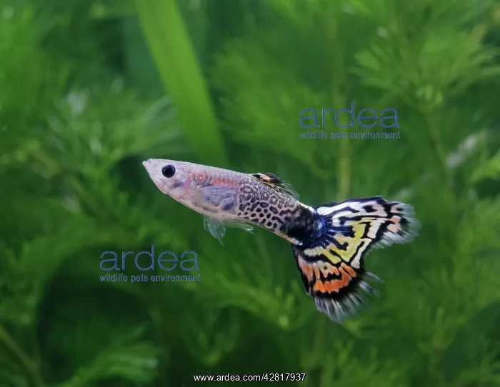 : Guppy / Millionfish - metallic peacock male : Guppy / Millionfish - metallic peacock male