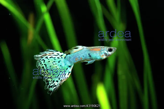 : Guppy (Poecilia reticulata) Calico blue pink male : Guppy (Poecilia reticulata) Calico blue pink male