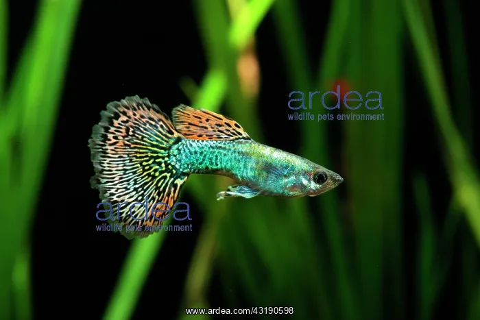 : Guppy (Poecilia reticulata) Dragon mosaic male : Guppy (Poecilia reticulata) Dragon mosaic male