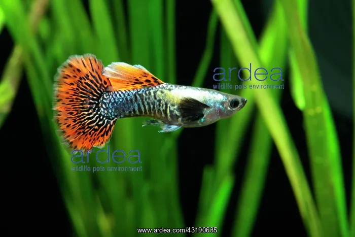: Guppy (Poecilia reticulata) Dragon mosaic male : Guppy (Poecilia reticulata) Dragon mosaic male