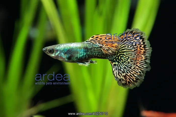 : Guppy (Poecilia reticulata) Dragon mosaic male : Guppy (Poecilia reticulata) Dragon mosaic male