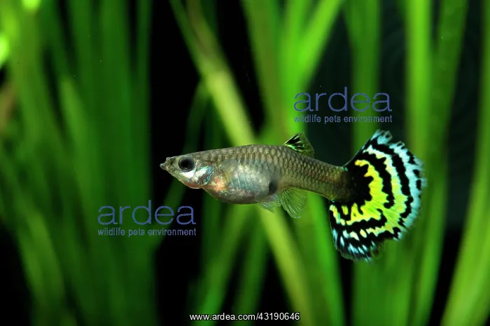 : Guppy (Poecilia reticulata) Tiger female profil : Guppy (Poecilia reticulata) Tiger female profil