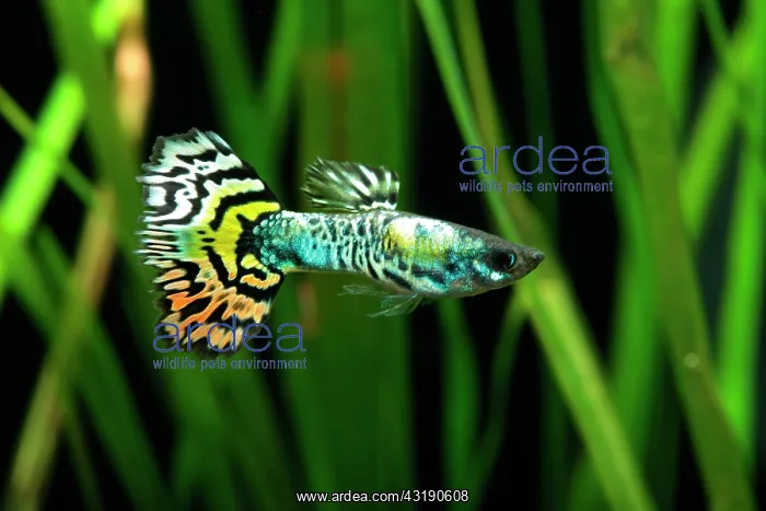 : Guppy (Poecilia reticulata) Tiger male profil : Guppy (Poecilia reticulata) Tiger male profil