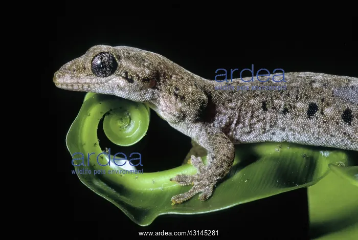 : Guppy's Gecko : Guppy's Gecko