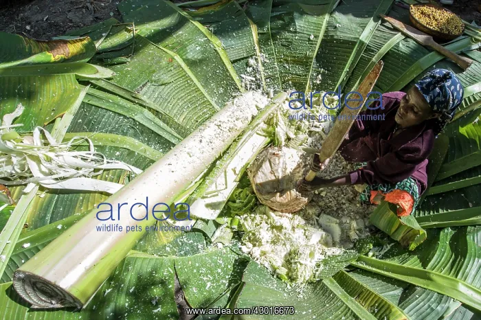: Gurage Tribe woman preparing traditional bread : Gurage Tribe woman preparing traditional bread