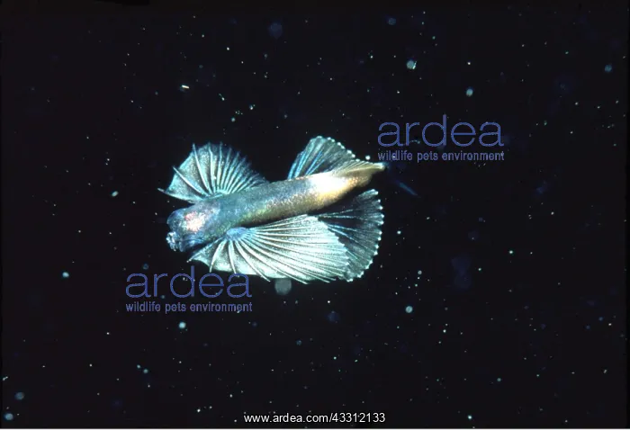 : Gurnard / Flying Fish - young : Gurnard / Flying Fish - young