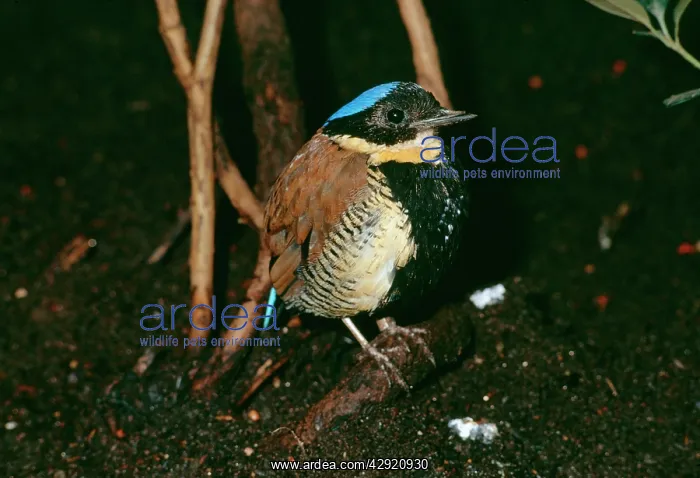 : GurneyIs PITTA : GurneyIs PITTA